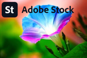 Meine Fotogalerie bei Adobe Stock